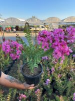 Gülce Oya Ağacı (Lagerstroemia indica) - Görsel 2
