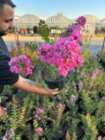 Gülce Oya Ağacı (Lagerstroemia indica) - Görsel 4