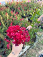 Vişneli Oya Ağacı (Lagerstroemia indica)