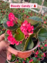 4’lü Medium Boy Şeker Begonya Seti (Begonia × hiemalis) - Görsel 4
