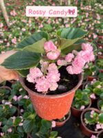 4’lü Medium Boy Şeker Begonya Seti (Begonia × hiemalis) - Görsel 2
