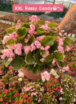 3’lü XXL Askılı Şeker Begonya Seti (Begonia × hiemalis) - Görsel 3