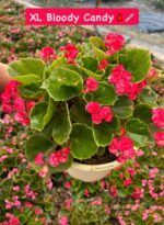 3’lü XL Boy Şeker Begonya Seti (Begonia × hiemalis) - Görsel 2