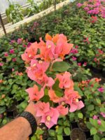 Mercan Büyüsü Sarmaşık Begonvil Large Boy (Bougainvillea) - Görsel 3