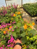 Bal Sarısı Sarmaşık Begonvil Large Boy (Bougainvillea) - Görsel 4
