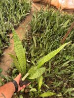 Yeşil Uzun Paşa Kılıcı (Sansevieria trifasciata) - Görsel 3