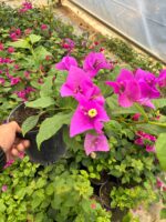 Mor İhtişam Sarmaşık Begonvil Large Boy (Bougainvillea)