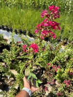 Pembeli Oya Çalısı (Lagerstroemia indica)