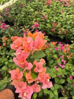 Mercan Büyüsü Sarmaşık Begonvil Large Boy (Bougainvillea) - Görsel 2
