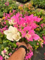 Çifte Tutku Sarmaşık Begonvil Large Boy (Bougainvillea)