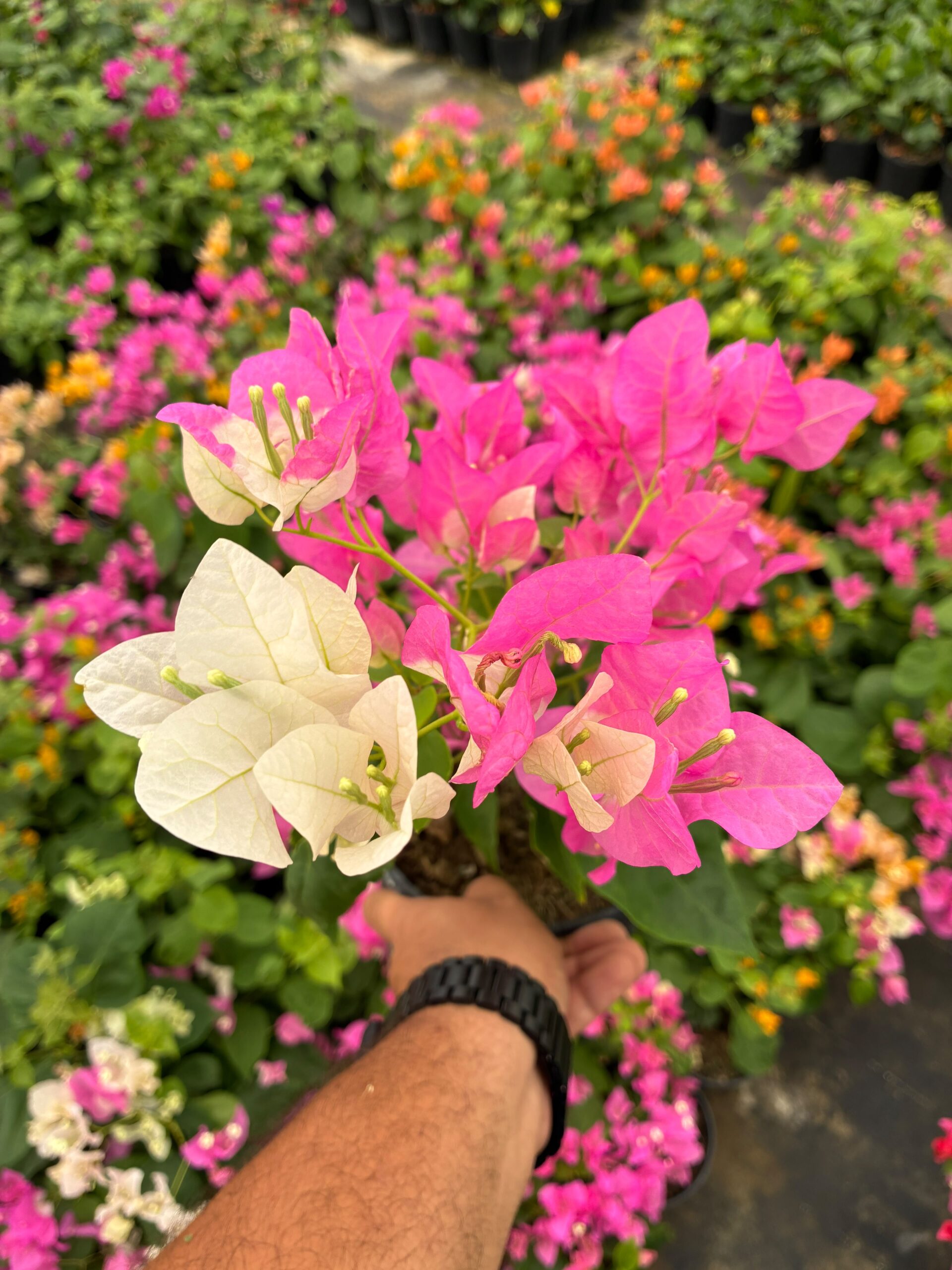 e7556783-1600-42de-818d-071d2c8e4681 Çifte Tutku Sarmaşık Begonvil Large Boy (Bougainvillea) - Görsel 1