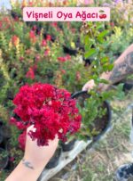 Oya Ağacı ve Oya Çalısı Çeşitleri (Lagerstroemia indica) - Görsel 2