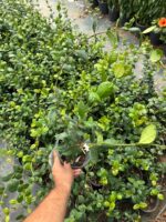 Arap Yasemini (Jasminum sambac) - Görsel 2