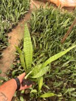 Yeşil Uzun Paşa Kılıcı (Sansevieria trifasciata) - Görsel 2