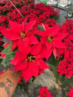 2li Atatürk Çiçeği Set (Euphorbia pulcherrima)