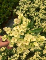 12'li Dikenler Tacı Seti (Euphorbia milii) - Görsel 12