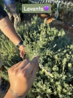3’lü Aromatik Bitki Seti (Lavandula, Origanum vulgare, Salvia rosmarinus) - Görsel 4