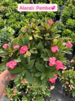 3’lü XXL Boy Dikenler Tacı Seti (Euphorbia milii) - Görsel 3