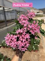 5’li Pentas Çiçeği Seti (Pentas lanceolata) - Görsel 3