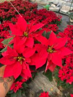 2li Atatürk Çiçeği Set (Euphorbia pulcherrima) - Görsel 2