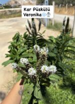 İkili XL Boy Veronika Çiçeği Seti (Veronica spicata)