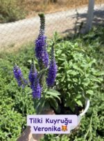 İkili XL Boy Veronika Çiçeği Seti (Veronica spicata) - Görsel 2