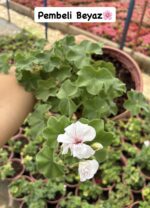 5’li XL Askılı Sakız Sardunya Seti (Pelargonium peltatum) - Görsel 5