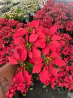 2li Atatürk Çiçeği Set (Euphorbia pulcherrima) - Görsel 3