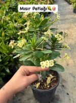 3’lü XXL Boy Dikenler Tacı Seti (Euphorbia milii)