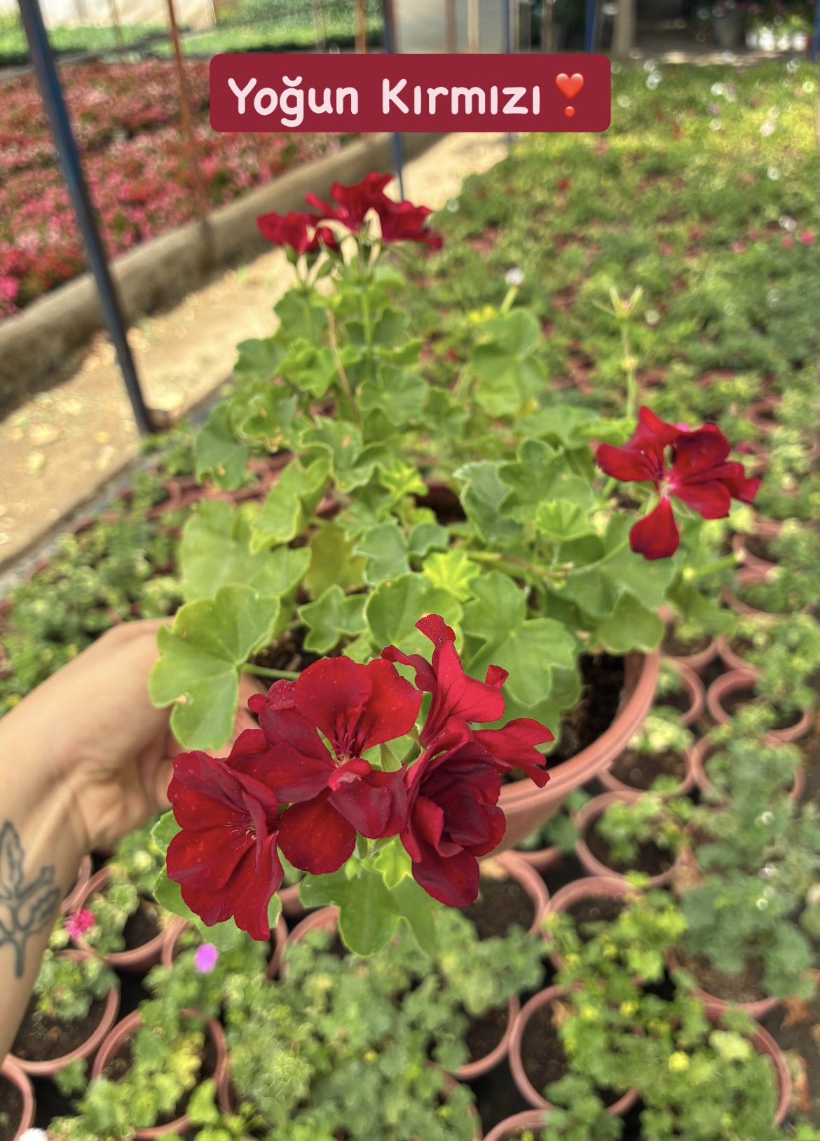 64247F6E-EC3F-4D97-BE53-9FA26FEAD010 XXL Boy Yoğun Kırmızı Sakız Sardunya Askılı (Pelargonium peltatum) - Görsel 1