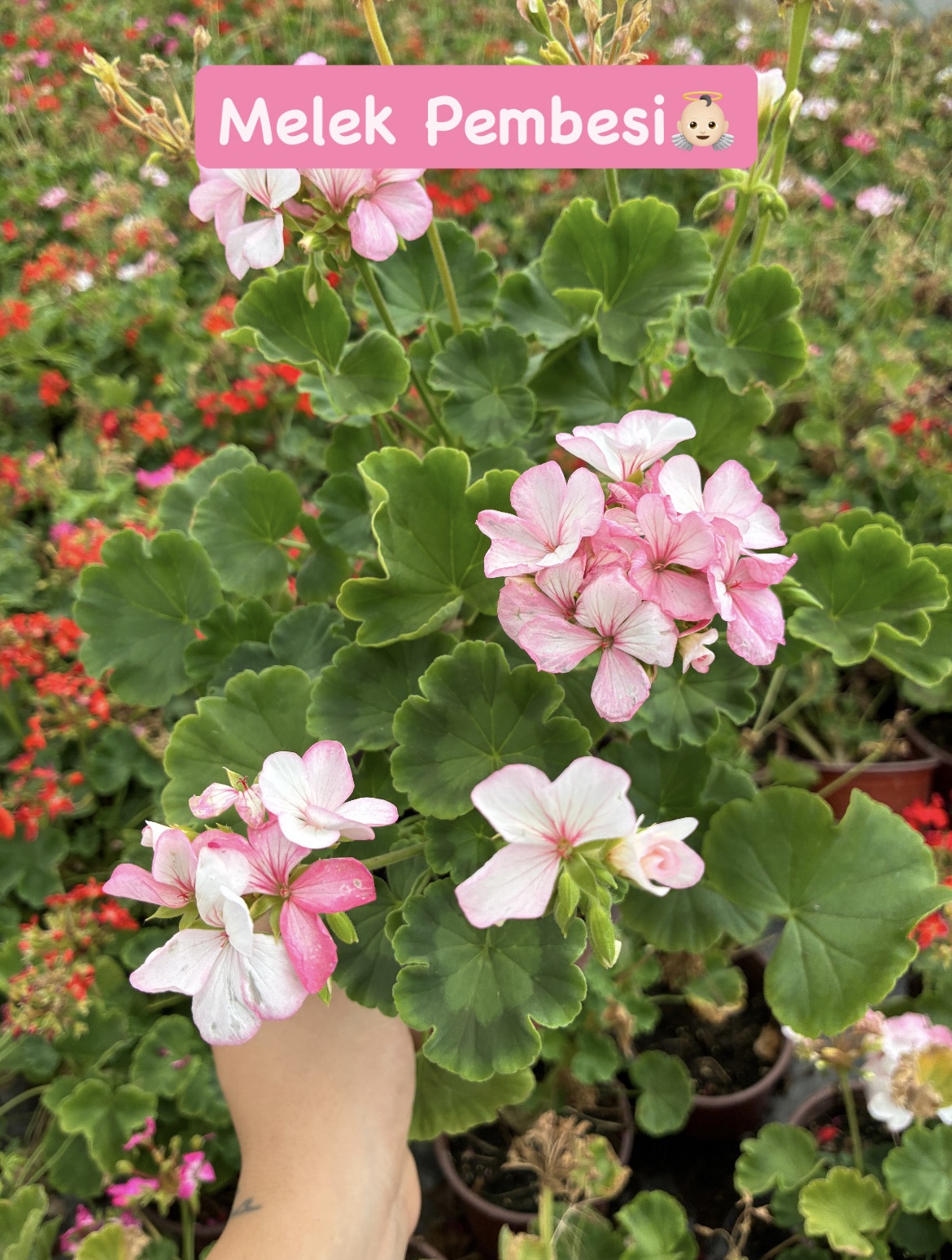 6439AC5B-1320-4B7E-A682-D1CA69E93729 4’lü Klasik Sardunya Seti (Pelargonium zonale) - Görsel 1