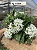 5’li Pentas Çiçeği Seti (Pentas lanceolata) - Görsel 4
