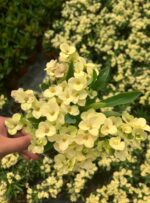 Primerose Yellow Dikenler Tacı (Euphorbia milii) - Görsel 2