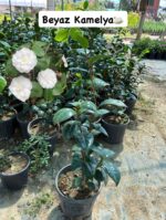 XXL Boy Beyaz Kamelya Çiçeği (Camellia japonica)