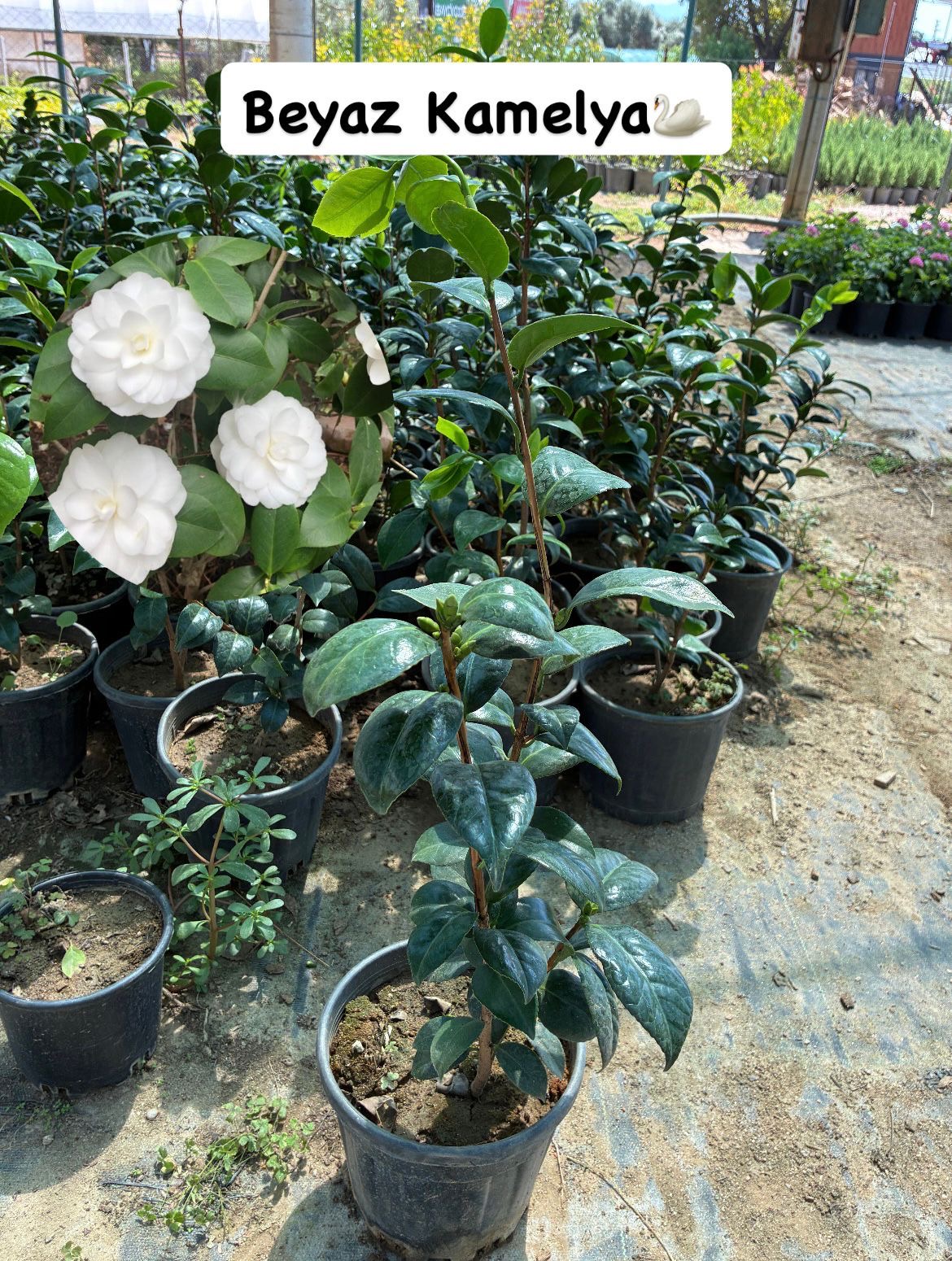 6f36f58b-e04d-45a0-aad7-a67046887d8d XXL Boy Beyaz Kamelya Çiçeği (Camellia japonica) - Görsel 1