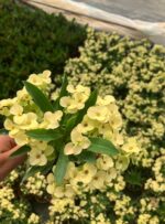 Primerose Yellow Dikenler Tacı (Euphorbia milii)