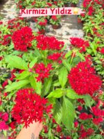 5’li Pentas Çiçeği Seti (Pentas lanceolata) - Görsel 5