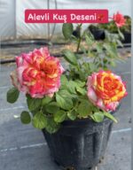 6’lı XXL Saksıda Gül Seti (Rosa) - Görsel 4