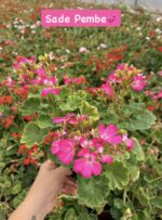 4’lü Klasik Sardunya Seti (Pelargonium zonale) - Görsel 4