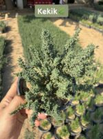 3’lü Aromatik Bitki Seti (Lavandula, Origanum vulgare, Salvia rosmarinus) - Görsel 3