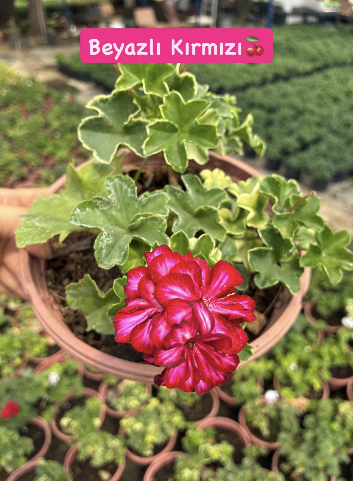 8C2ADAAE-FFD9-4BE0-9702-C9EA4B077A96 5’li XL Askılı Sakız Sardunya Seti (Pelargonium peltatum) - Görsel 1