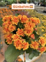 5’li Kalanşo Çiçeği Set (Kalanchoe blossfeldiana)