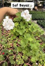 XXL Boy Saf Beyaz Sakız Sardunya Askılı (Pelargonium peltatum) - Görsel 4