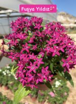 5’li Pentas Çiçeği Seti (Pentas lanceolata)