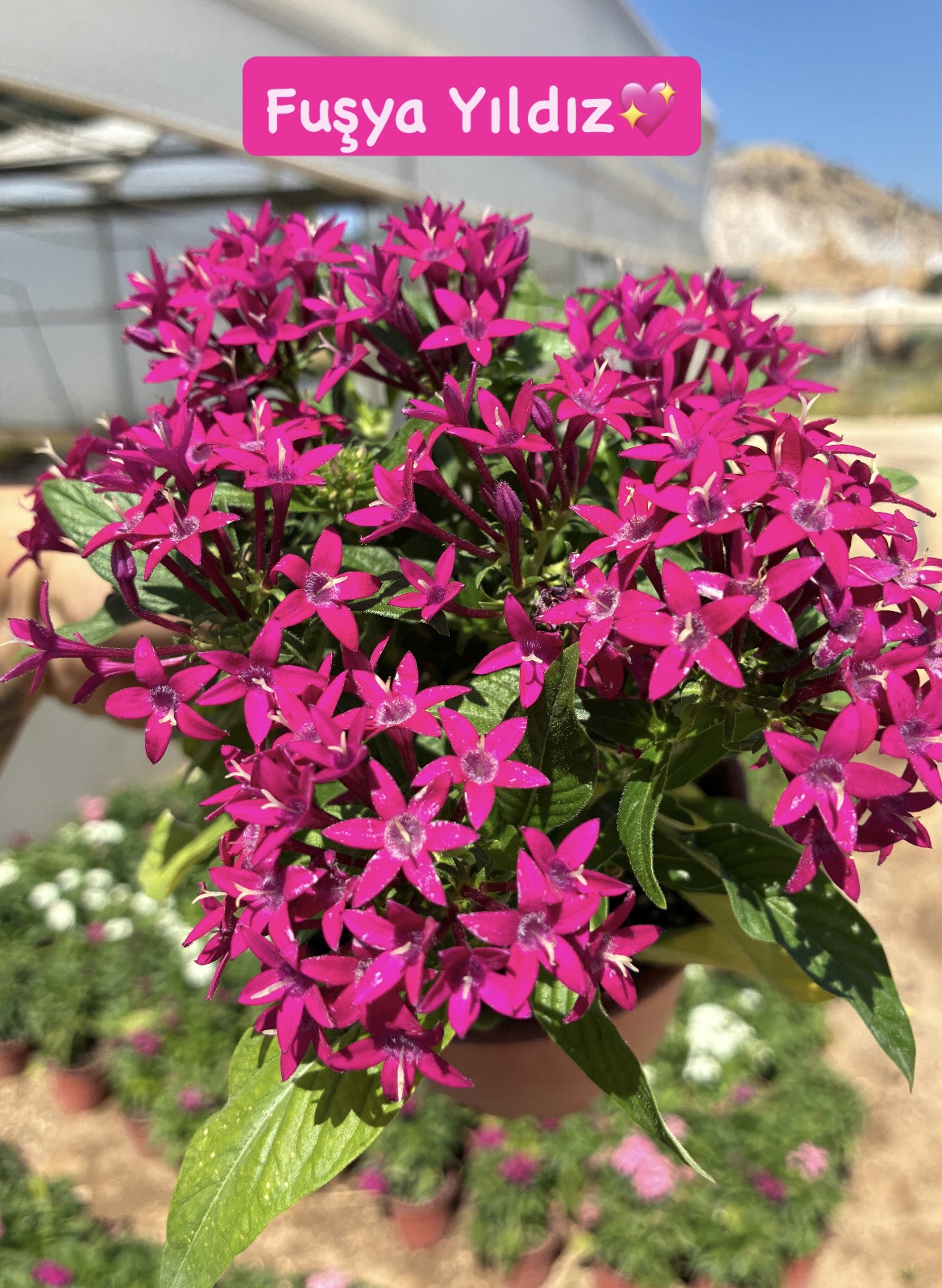 DCE651A7-9B75-4BDF-98CA-65E1FE7804FB 5’li Pentas Çiçeği Seti (Pentas lanceolata) - Görsel 1