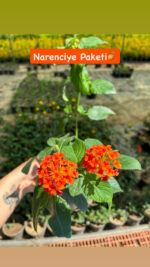 Üçlü XL Boy Ağaç Minesi Seti (Lantana camara) - Görsel 2