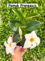 2'li Sanda Villa Sarmaşığı Seti (Mandevilla sanderi) - Görsel 4