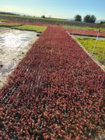 Sedum spurium ‘Red Carpet’ (Dam Koruğu) – 45’lik Viyolde - Görsel 6