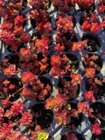 Sedum spurium ‘Red Carpet’ (Dam Koruğu) – 45’lik Viyolde