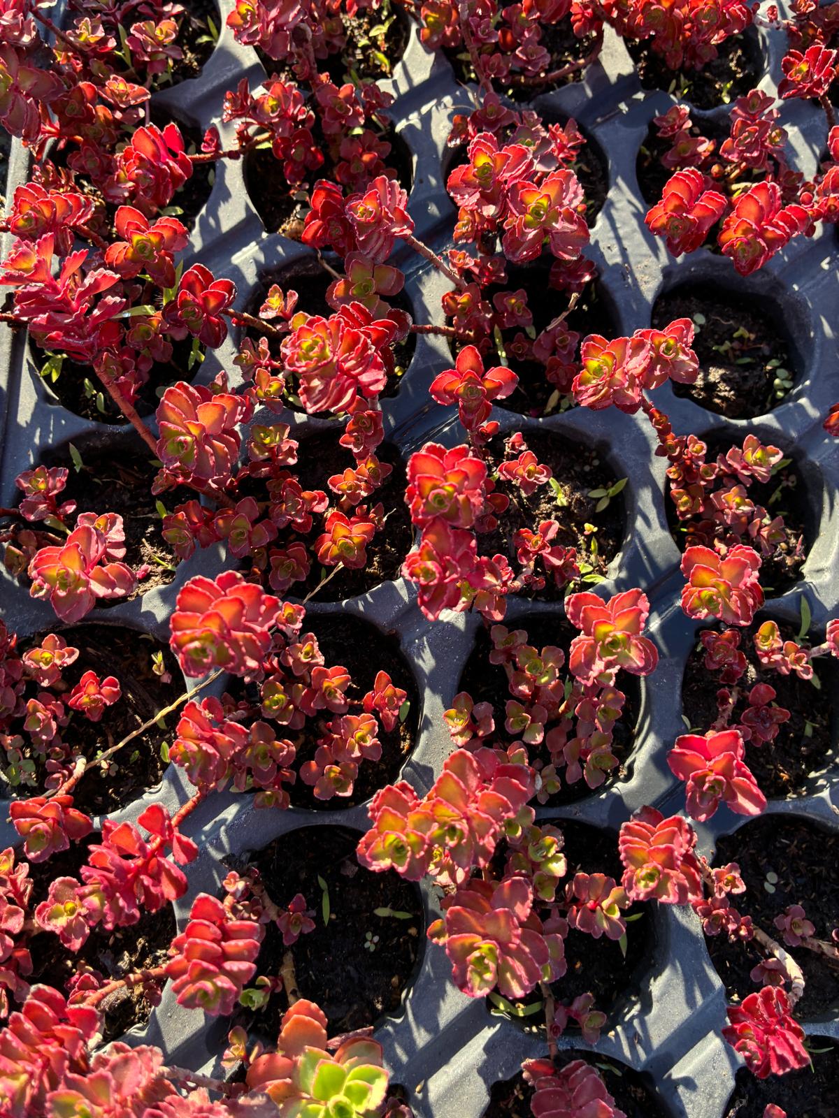 IMG-20260925-WA0015 Sedum spurium ‘Red Carpet’ (Dam Koruğu) – 45’lik Viyolde - Görsel 1